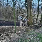 Dworek Biesiadny Nocleg ze śniadaniem 3*