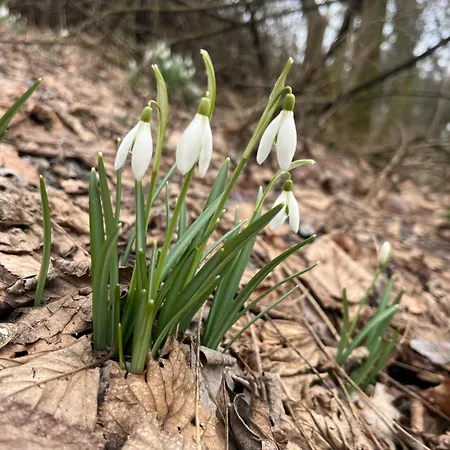 Frühstückspension Dworek Biesiadny 3*