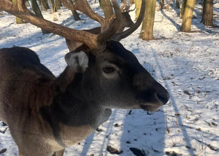 Dworek Biesiadny Nocleg ze śniadaniem Radzewice